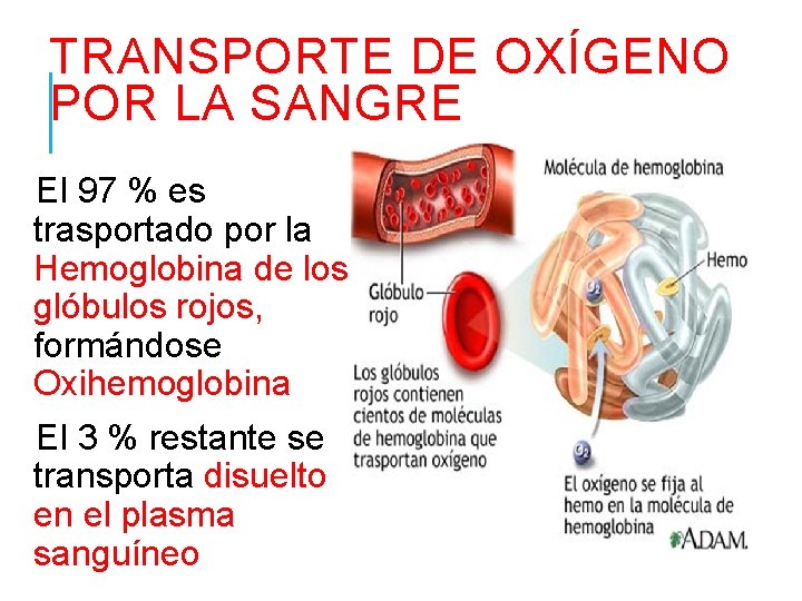 TRANSPORTE DE OXÍGENO POR LA SANGRE El 97 % es trasportado por la Hemoglobina