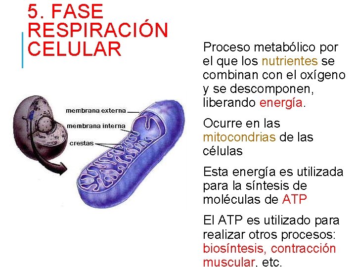 5. FASE RESPIRACIÓN CELULAR Proceso metabólico por el que los nutrientes se combinan con