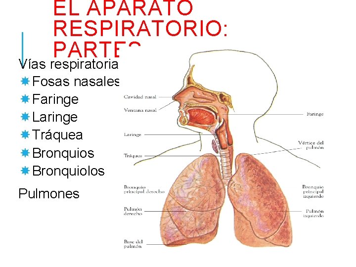 EL APARATO RESPIRATORIO: PARTES Vías respiratorias Fosas nasales Faringe Laringe Tráquea Bronquios Bronquiolos Pulmones