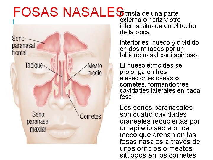  Consta de una parte FOSAS NASALES externa o nariz y otra interna situada