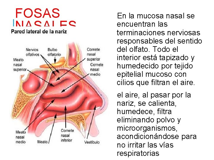 FOSAS NASALES En la mucosa nasal se encuentran las terminaciones nerviosas responsables del sentido