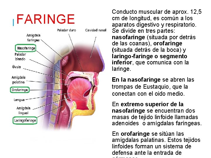 FARINGE Conducto muscular de aprox. 12, 5 cm de longitud, es común a los