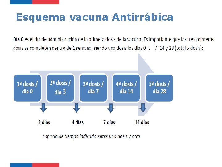 Esquema vacuna Antirrábica 