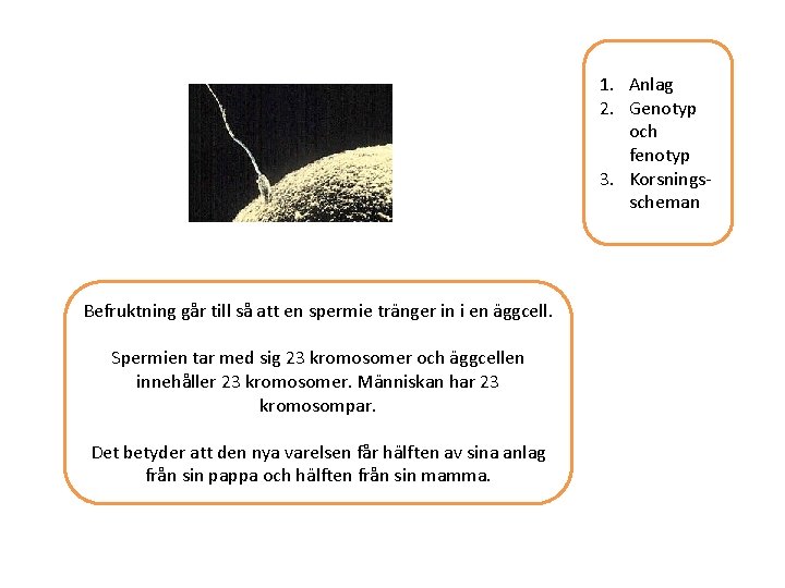 1. Anlag 2. Genotyp och fenotyp 3. Korsningsscheman Befruktning går till så att en