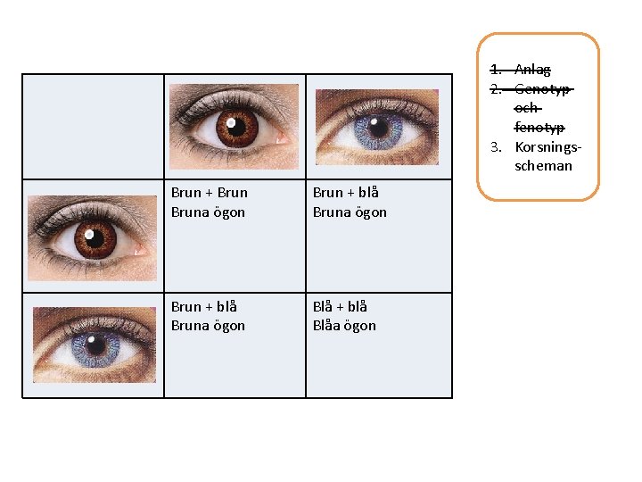 1. Anlag 2. Genotyp och fenotyp 3. Korsningsscheman Brun + Bruna ögon Brun +