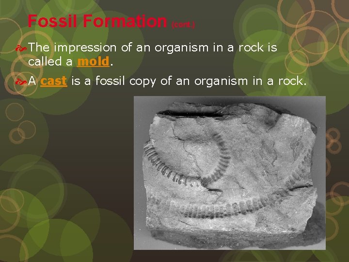 Fossil Formation (cont. ) The impression of an organism in a rock is called