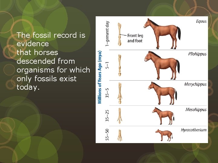 The fossil record is evidence that horses descended from organisms for which only fossils