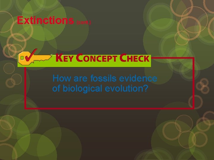 Extinctions (cont. ) How are fossils evidence of biological evolution? 