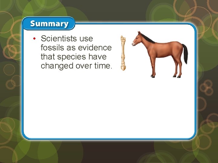  • Scientists use fossils as evidence that species have changed over time. 