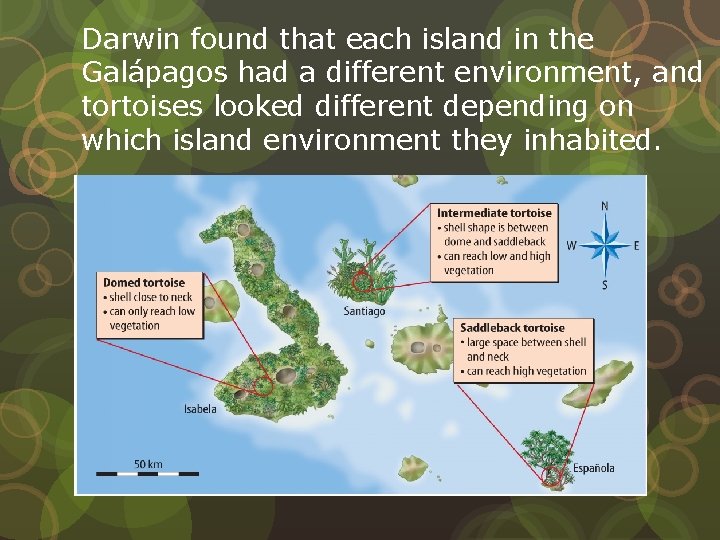 Darwin found that each island in the Galápagos had a different environment, and tortoises