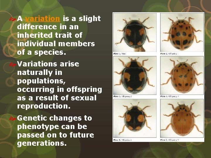  A variation is a slight difference in an inherited trait of individual members