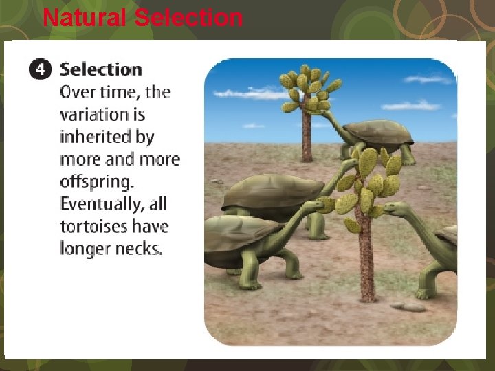Natural Selection 