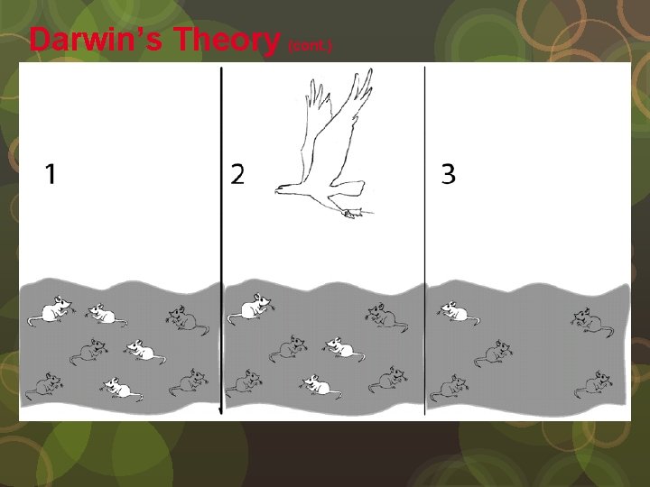 Darwin’s Theory (cont. ) Natural selection is the process by which populations of organisms