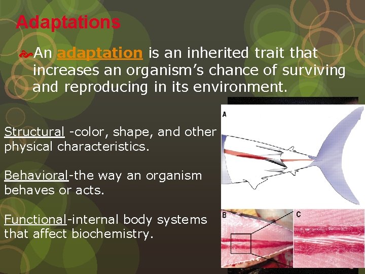 Adaptations An adaptation is an inherited trait that increases an organism’s chance of surviving