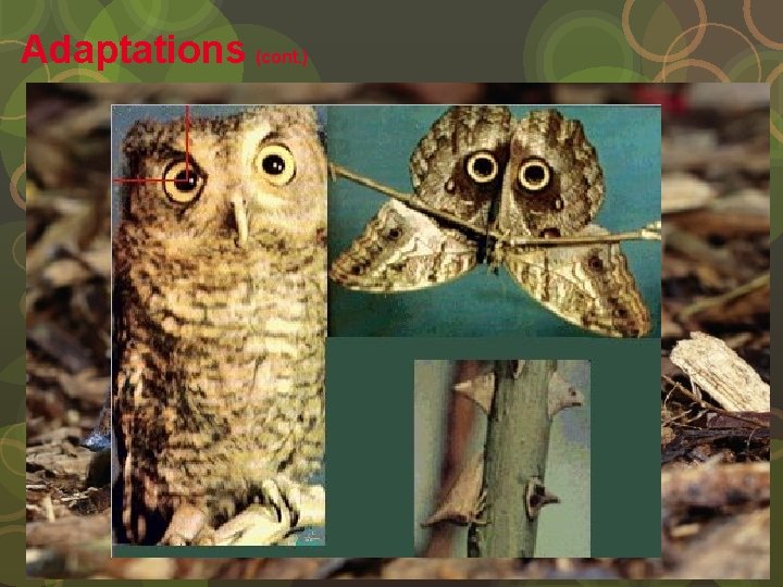 Adaptations (cont. ) Camouflage and mimicry are adaptations that help species avoid being eaten.