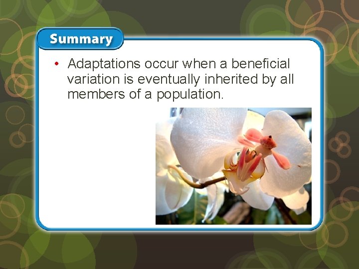  • Adaptations occur when a beneficial variation is eventually inherited by all members