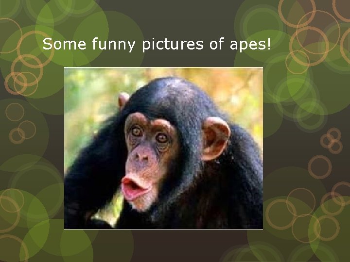 Some funny pictures of apes! 