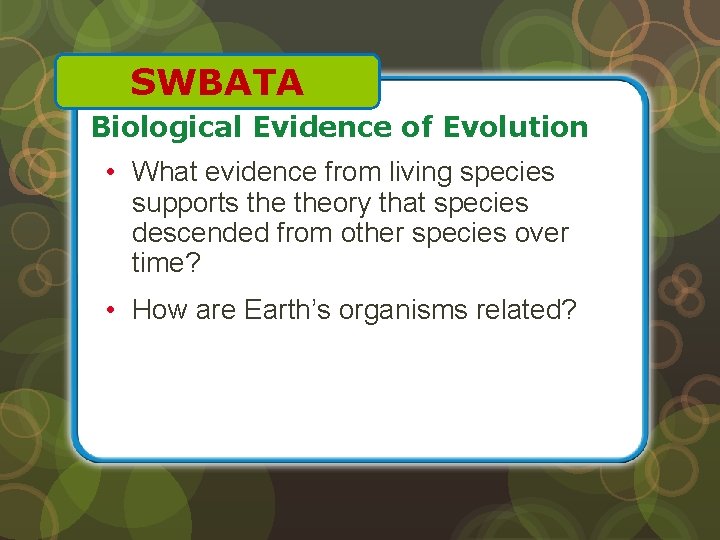 SWBATA Biological Evidence of Evolution • What evidence from living species supports theory that