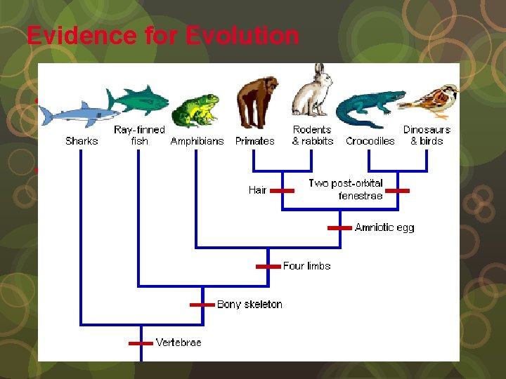 Evidence for Evolution The degree to which species are related depends on how closely