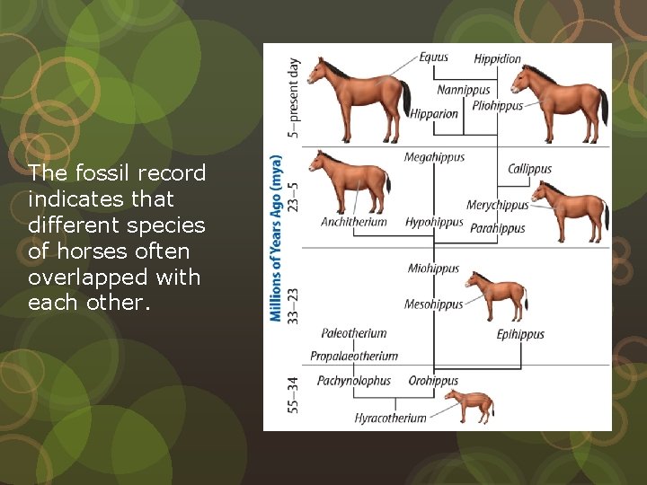 The fossil record indicates that different species of horses often overlapped with each other.