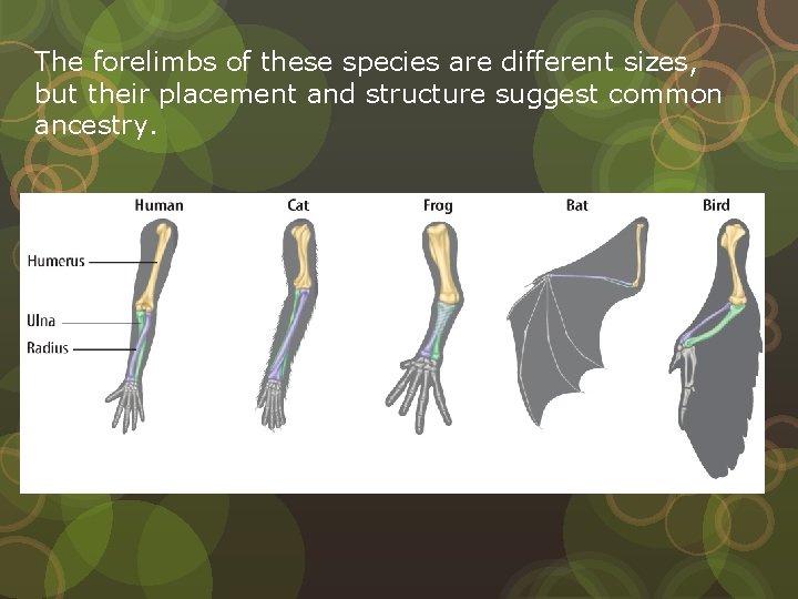 The forelimbs of these species are different sizes, but their placement and structure suggest