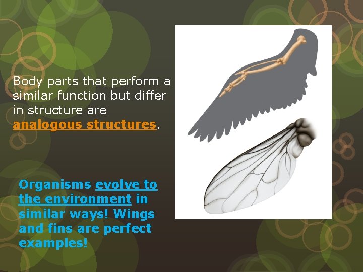 Body parts that perform a similar function but differ in structure analogous structures. Organisms