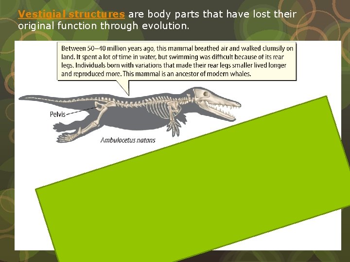 Vestigial structures are body parts that have lost their original function through evolution. 