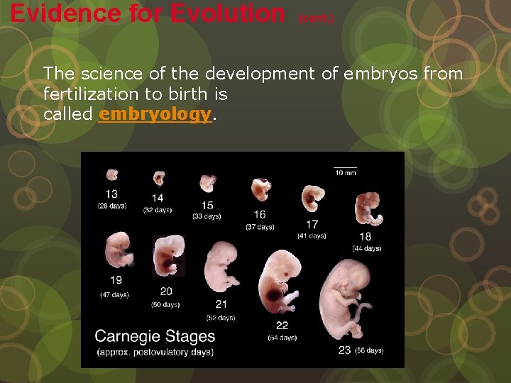 Evidence for Evolution (cont. ) The science of the development of embryos from fertilization