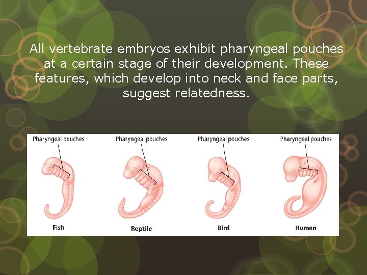 All vertebrate embryos exhibit pharyngeal pouches at a certain stage of their development. These