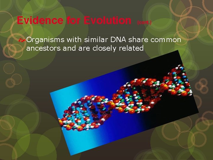 Evidence for Evolution (cont. ) Organisms with similar DNA share common ancestors and are