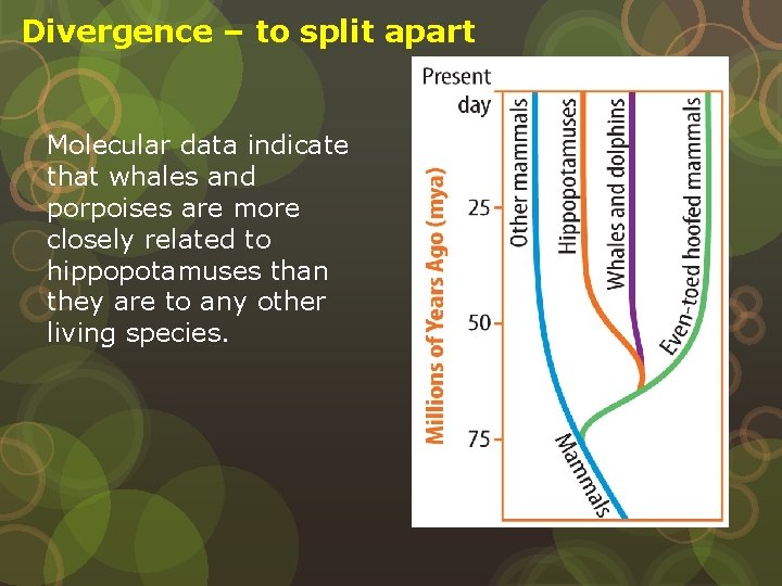 Divergence – to split apart Molecular data indicate that whales and porpoises are more