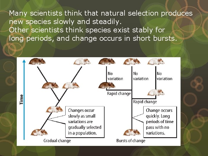 Many scientists think that natural selection produces new species slowly and steadily. Other scientists