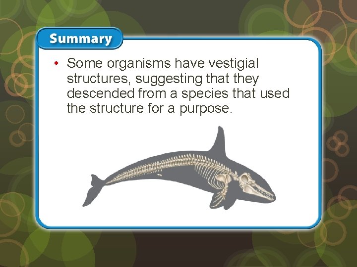  • Some organisms have vestigial structures, suggesting that they descended from a species