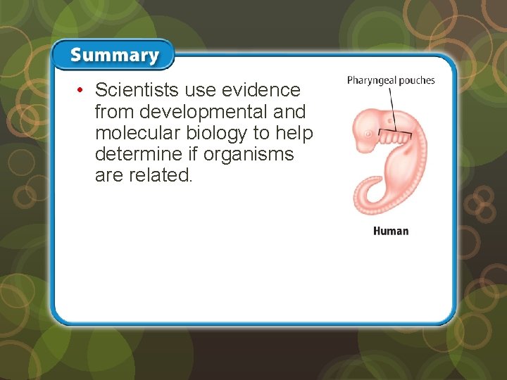  • Scientists use evidence from developmental and molecular biology to help determine if
