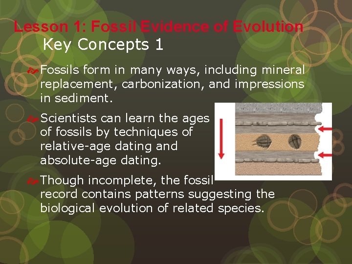 Lesson 1: Fossil Evidence of Evolution Key Concepts 1 Fossils form in many ways,
