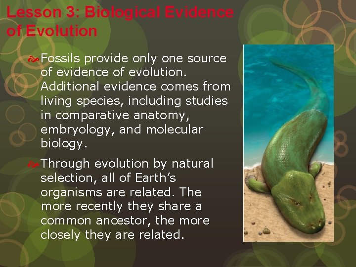 Lesson 3: Biological Evidence of Evolution Fossils provide only one source of evidence of