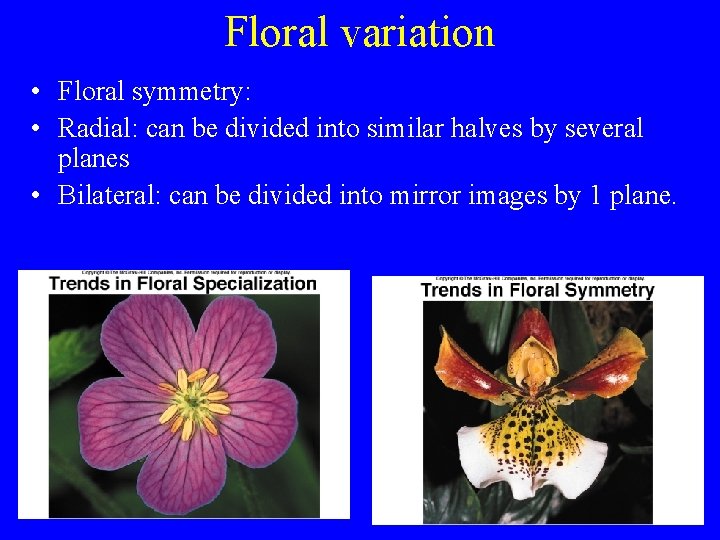 Floral variation • Floral symmetry: • Radial: can be divided into similar halves by