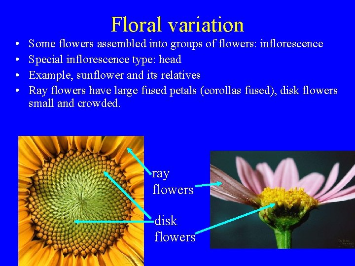 Floral variation • • Some flowers assembled into groups of flowers: inflorescence Special inflorescence