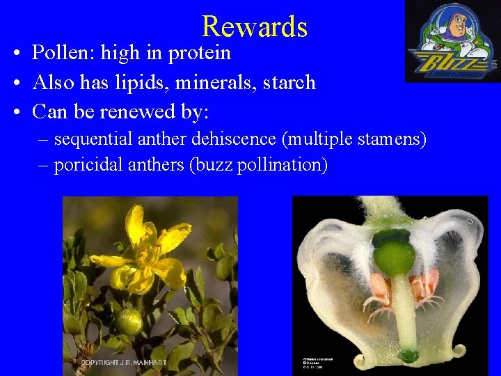 Rewards • Pollen: high in protein • Also has lipids, minerals, starch • Can