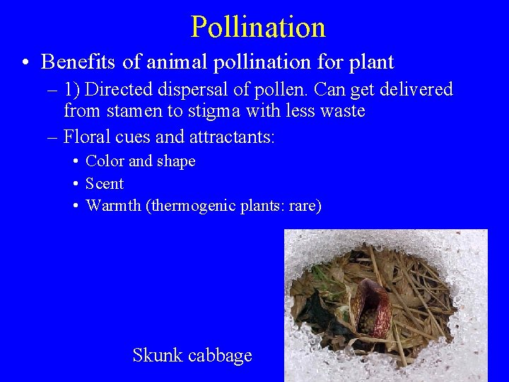 Pollination • Benefits of animal pollination for plant – 1) Directed dispersal of pollen.