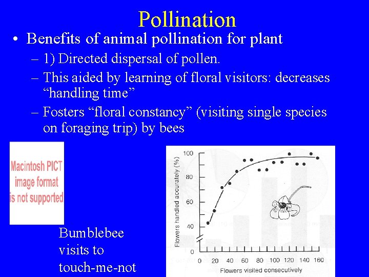 Pollination • Benefits of animal pollination for plant – 1) Directed dispersal of pollen.