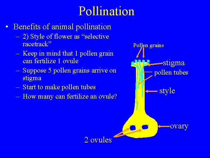 Pollination • Benefits of animal pollination – 2) Style of flower as “selective racetrack”