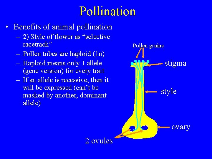 Pollination • Benefits of animal pollination – 2) Style of flower as “selective racetrack”