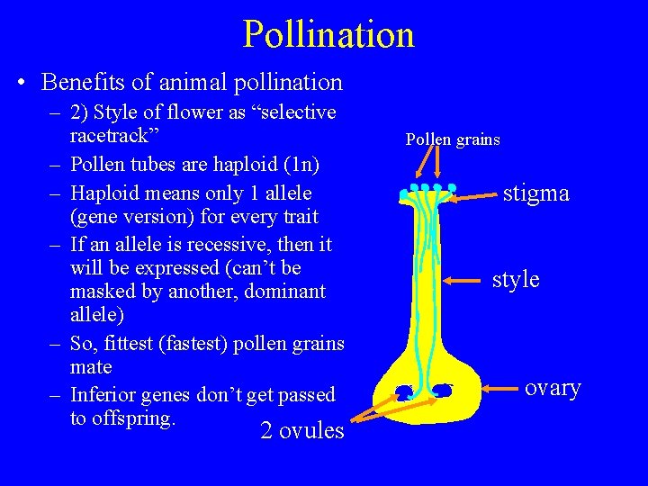 Pollination • Benefits of animal pollination – 2) Style of flower as “selective racetrack”