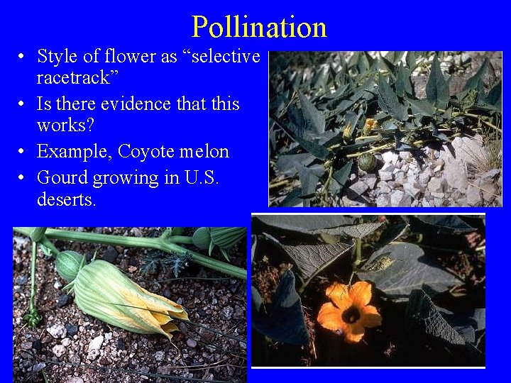 Pollination • Style of flower as “selective racetrack” • Is there evidence that this