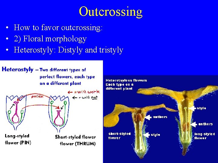Outcrossing • How to favor outcrossing: • 2) Floral morphology • Heterostyly: Distyly and