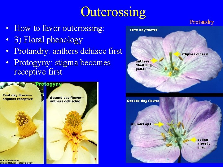 Outcrossing • • How to favor outcrossing: 3) Floral phenology Protandry: anthers dehisce first
