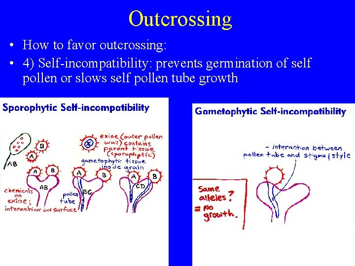 Outcrossing • How to favor outcrossing: • 4) Self-incompatibility: prevents germination of self pollen