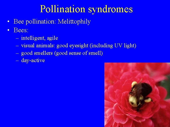 Pollination syndromes • Bee pollination: Melittophily • Bees: – – intelligent, agile visual animals: