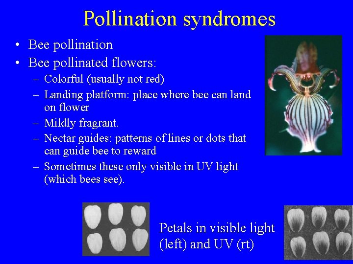 Pollination syndromes • Bee pollination • Bee pollinated flowers: – Colorful (usually not red)